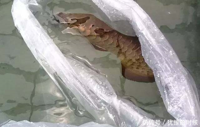 鱼缸和池还可以这样结合?只能说很有想法,有钱我也搞一个!