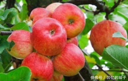 答案|早上空腹吃苹果,对健康好还是坏?今天一次性告诉你答案,了解下