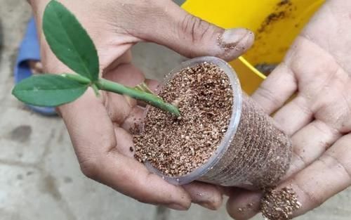 学会这些小技巧,养花扦插将成“小事一桩”