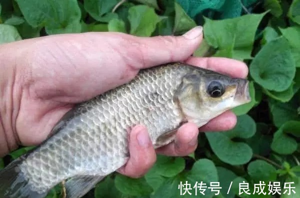 蘸饵|天气越来越冷,用蚯蚓钓鱼,多一个小步骤事半功倍