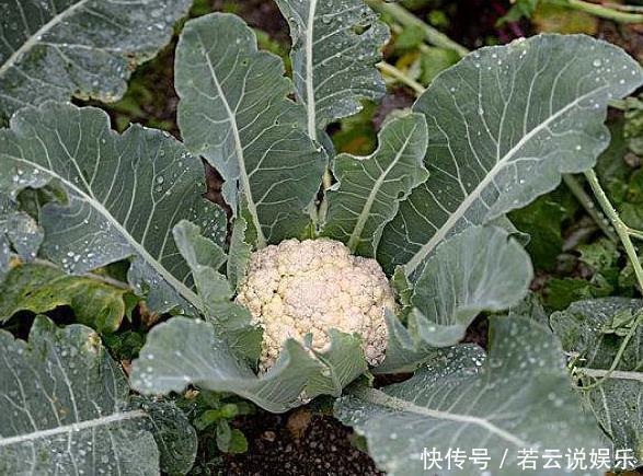 养花不如“种菜”，把“2种菜”种在阳台上，7天出芽，想吃就摘