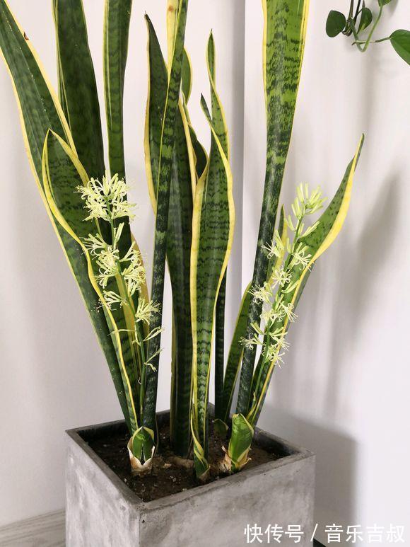 水培|这5种花,漂亮又好养,放卧室客厅都合适,还能净化空气,很实用