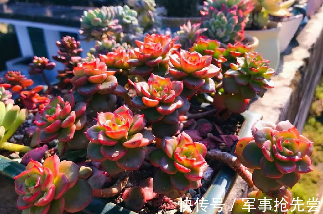 秋冬|他养多肉10多年,总结出9个易出“高价老桩”的品种,适合新手