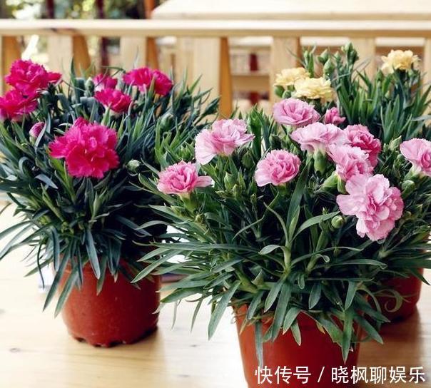 入药|家里阳台上多养几盆康乃馨,可送母亲、可入药,盆栽需谨记4点