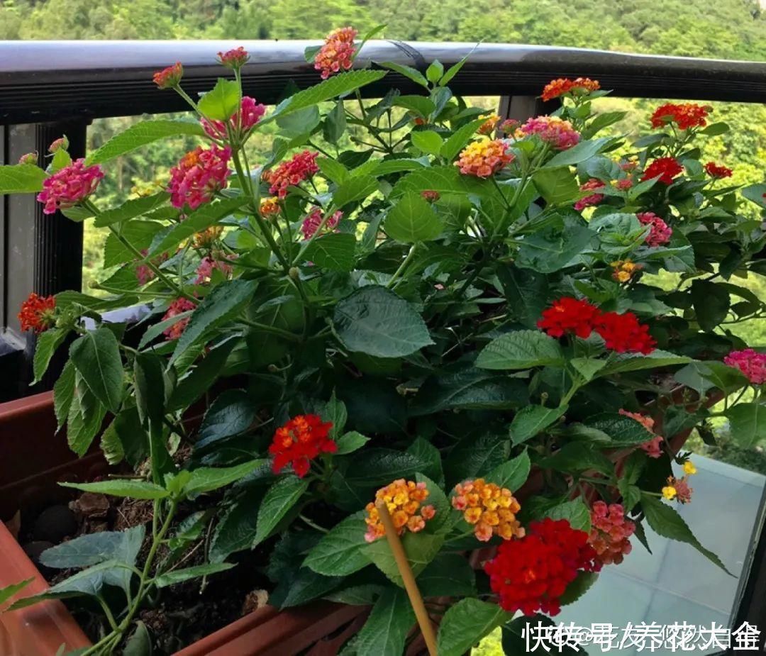 紫茉莉|不能小看入侵植物，看到后要立马拔掉，留着就是祸害