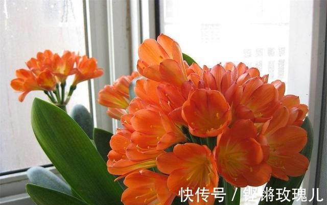 不会养君子兰，记住5个技巧，盆盆长爆盆，棵棵开花艳