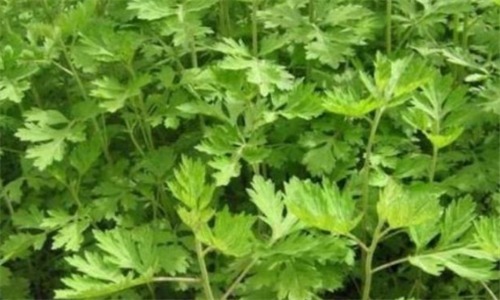 抗衰|秋天养生不妨坚持吃3种食物,补充营养,排毒抗衰,滋补身体