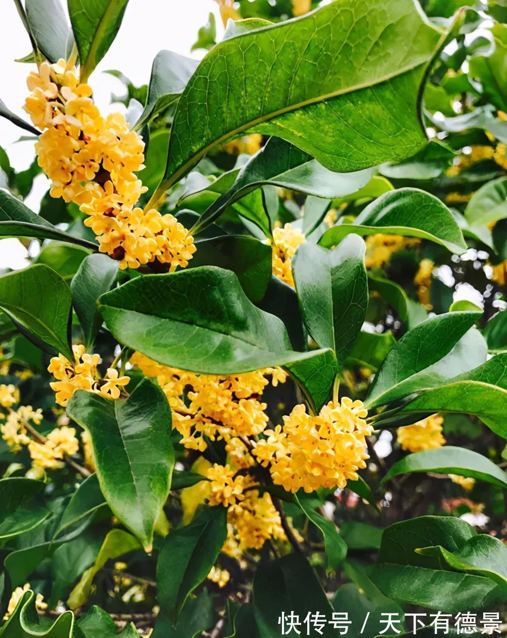 种花|老中医都喜欢的5种花,对健康有益,好看又好养,一次养十盆