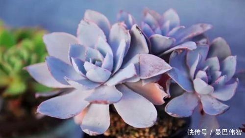 白粉|10款紫色系多肉,每一款都浪漫好养,养一盆“紫气东来”!