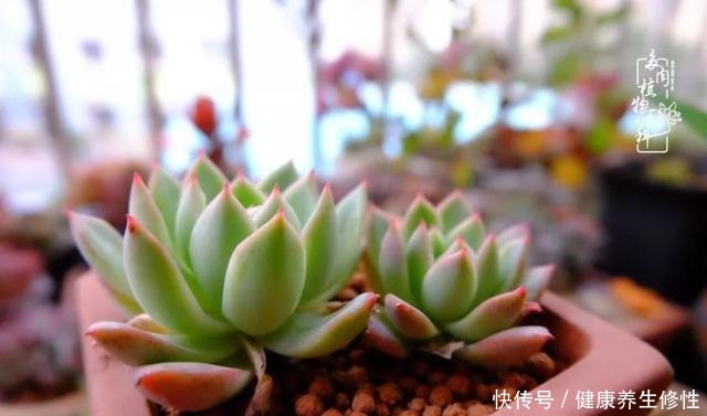 冬季，属于多肉的季节！养多肉的你喜欢冬天吗！