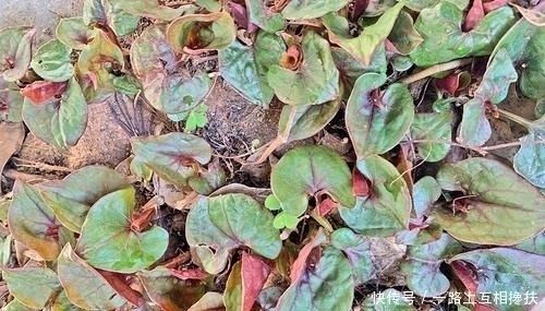 云吧|昌宁:入春了,漫山野菜里藏着人间烟火气