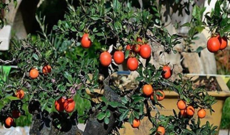 家里养这几款植物,娇小不占地,喜阳光,非常耐热耐旱耐贫瘠