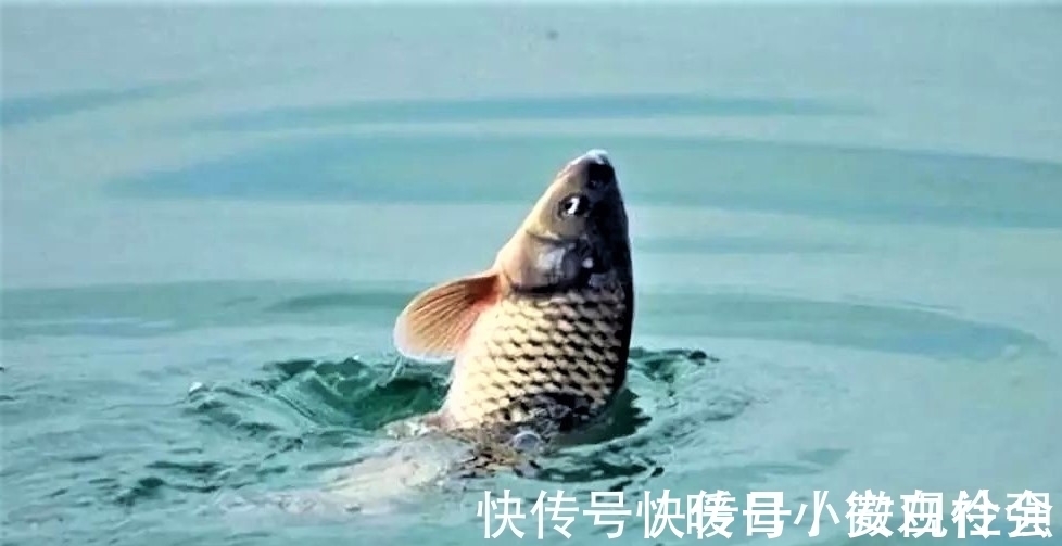四钓二与调平钓二|野钓时调四钓二与调平钓二,哪种调漂方法更好?