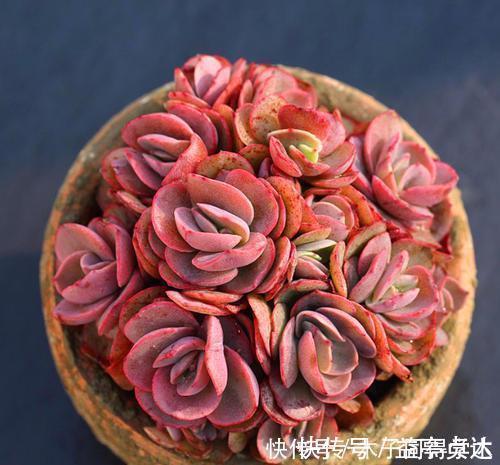 养护|养多肉秀妍，了解掌握几个要点，上色美长满盆，像个艺术品！