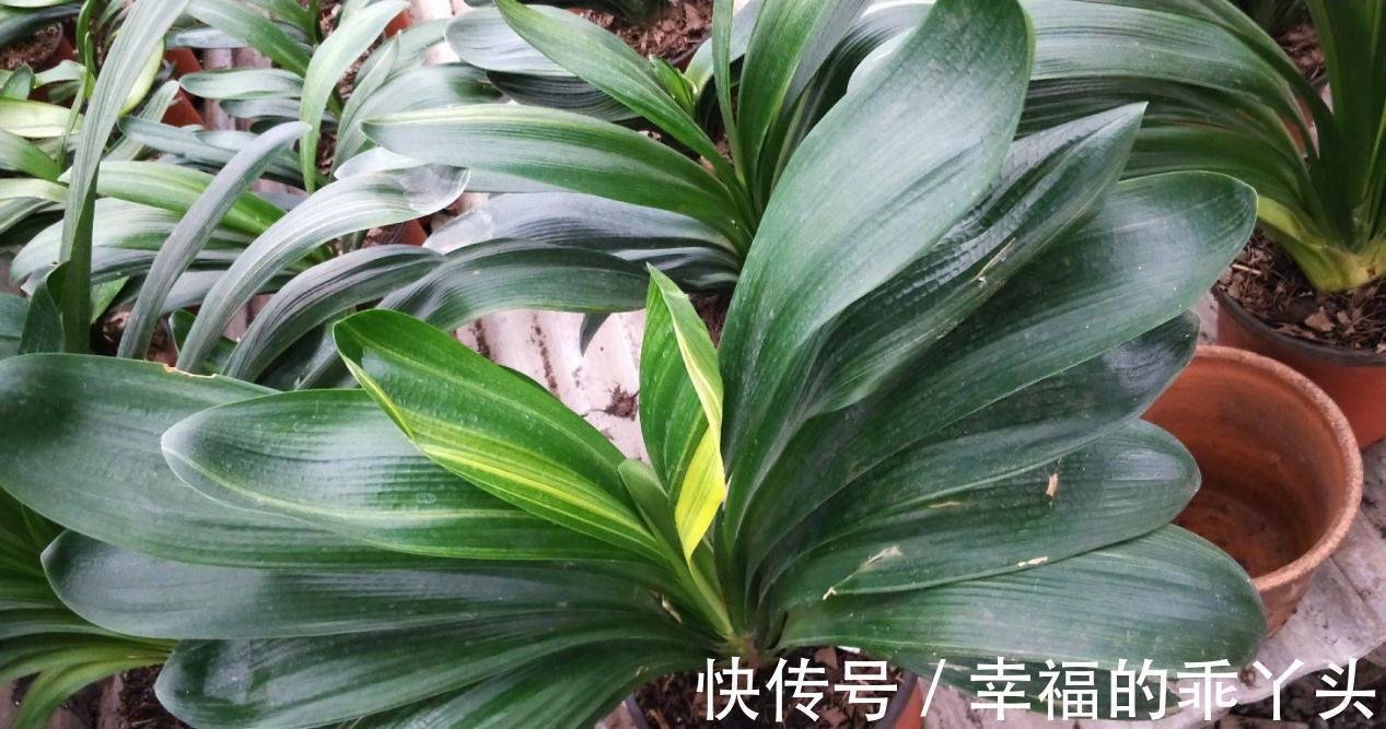 冬季养君子兰、牡丹该注意什么？注意把握细节，它们好看又好活