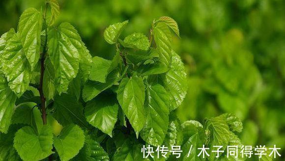 风热感冒|吃桑葚时很多人把桑叶丢掉,却不知该东西的营养、作用如此强大