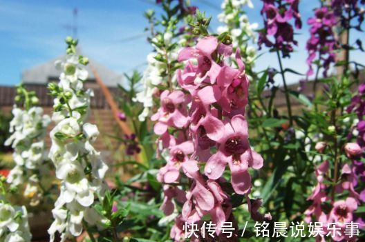 4种花，耐寒又耐热，养护简单，开花漂亮，小白也能养爆盆