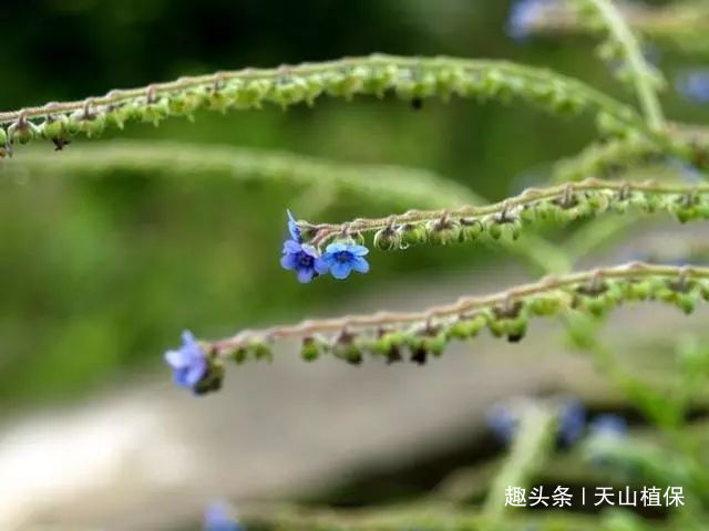 疥疮|农村一种野草,过去民间用它治疥疮,现在用来泡茶,20元一斤