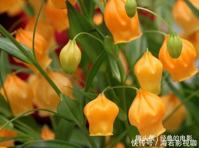 此花花姿别致,开花时犹如一串串灯笼挂满花枝,十分惹人喜爱