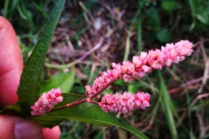 这类植物味道很辣,但不是辣椒,现在很少了,你们哪里有吗?