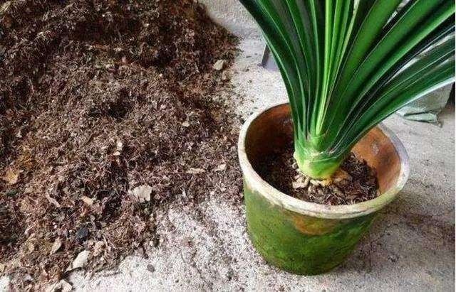 即将度夏成功想得太简单了,别让花毁在秋老虎手里!