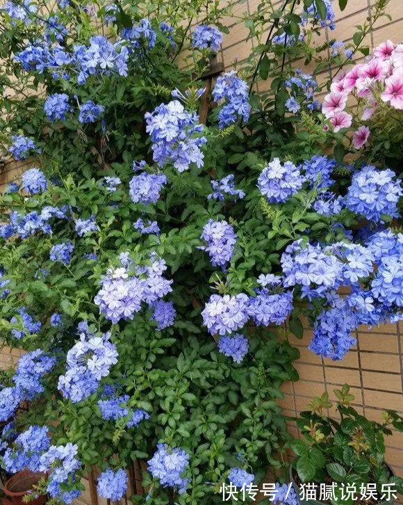 这9种花园,随便1个都美上天了,有一种这辈子就满足了!