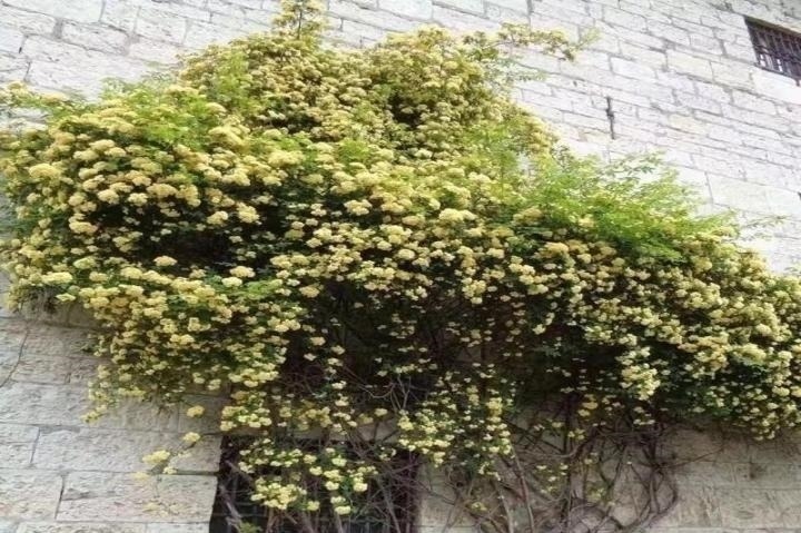 左邻|院子再小,也要养棵它,2年长一片,开花特别美,左邻右舍都说香