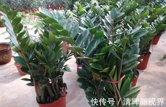 吊兰|好看的3种花,寓意“招财”,放客厅里很美,有钱人也爱养!