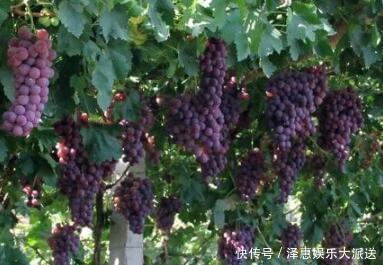 葡萄|女性不想显老,三种水果不可少,美容养颜,滋补身体,提高免疫力