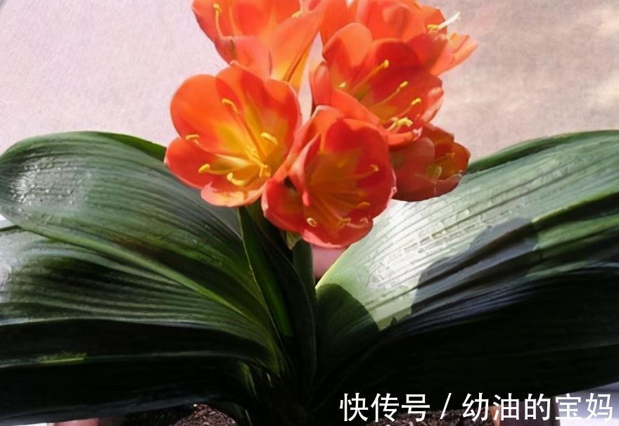 想要君子兰开花艳，花期长，教你学4招，很管用，快来试试吧