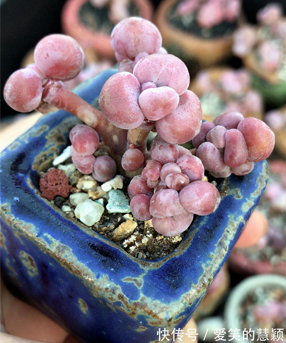小花|多肉桃蛋培育成老桩，如何又好又快