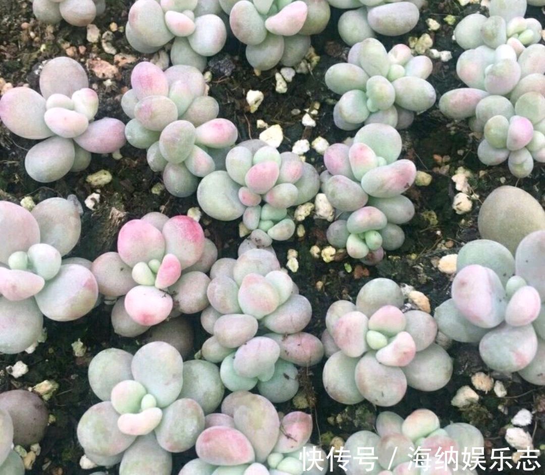 浇水|多肉桃之卵长气生根是好事还是坏事只需2招，根旺爆盆不掉叶
