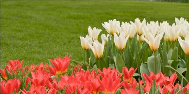  生长空间|为什么室内盆栽总是养不好，而室外地栽植物鲜少打理却长得很好