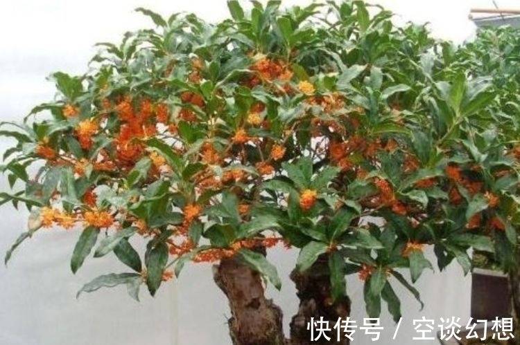 几款花卉好养易爆盆,散发清香改善睡眠质量,一觉睡到天亮