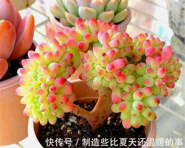 多肉乙女心养护新方法，化整为零，养成果冻色大老桩