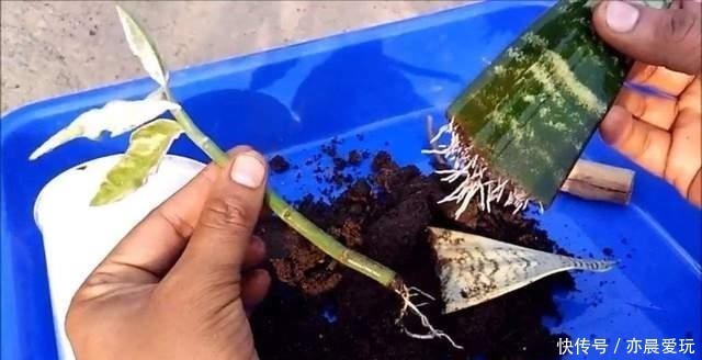 养花|冬天能扦插养花,首选这6个品种,成活率高,很快开出大花朵