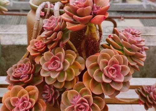 花盆|养多肉植物,用上4个“小技巧”,长成老桩更漂亮