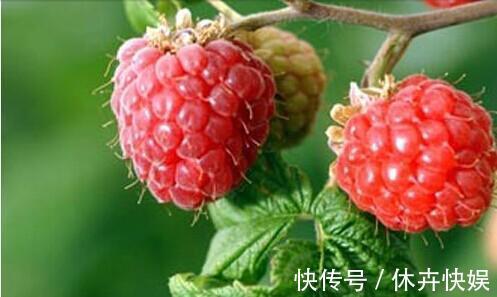 维生素b1|农村此“红宝石”!不但美容养颜,还能延年益寿,你认识吗