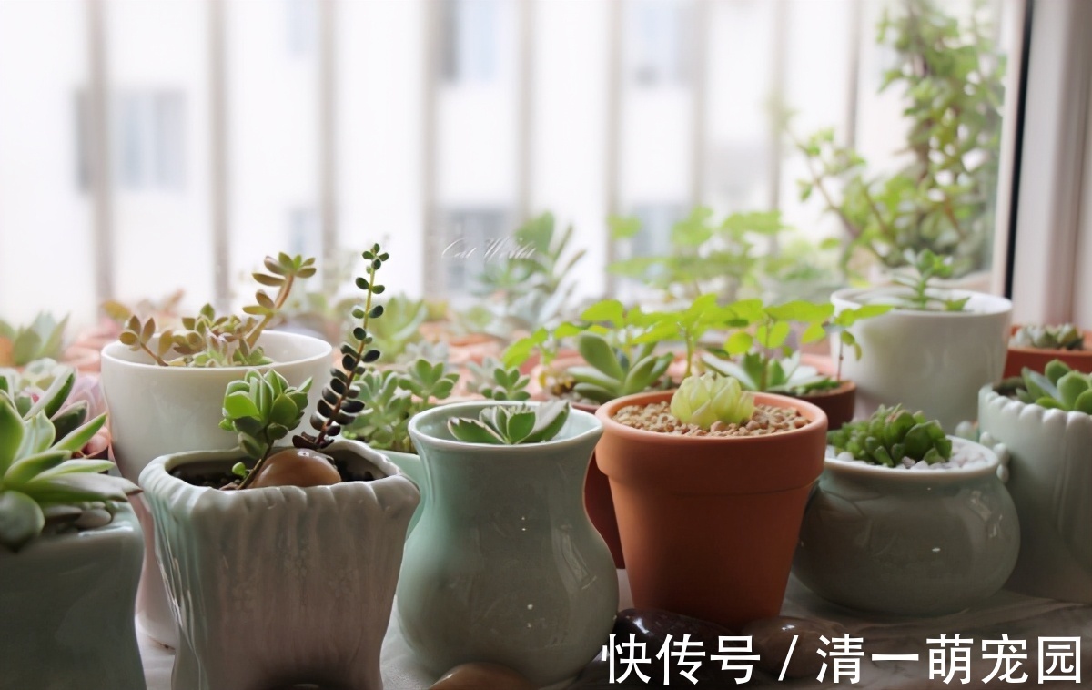 芽点|扦插讨喜的多肉,事前事后这么操作,成活率高很多