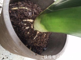 养20年的君子兰,长得就像“大白菜”,一盆就能长8根花箭