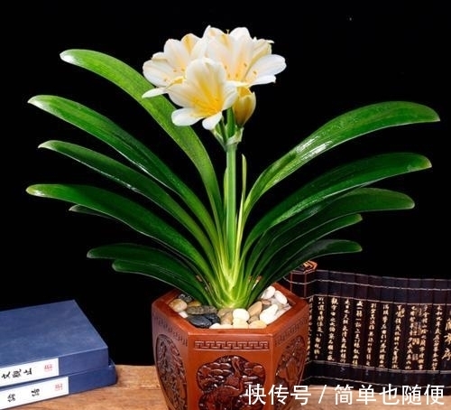 日常给“君子兰”浇水,是浇透好?还是不浇透好?快来看看吧