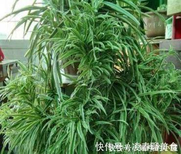 生长期|秋天养此3种花,只需要浇点水,越来越旺,长疯了!