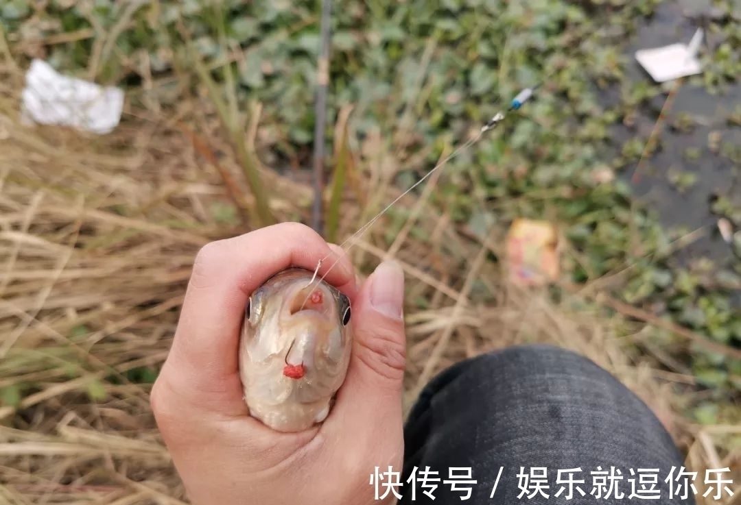雾化|钓鲫鱼重在“诱”,窝料打太多实属浪费!看老钓友是怎么做的
