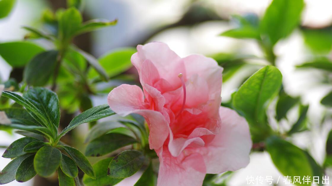 买年宵花时，遇到这5种，再便宜也不买，别不听劝