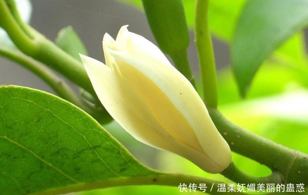 邻居|此花号称“中国第一香”，家里种一棵，熏得一室香，邻居都很羡慕