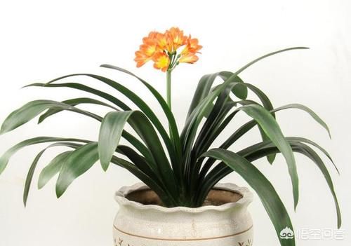 君子兰叶子弯曲该怎样矫正？