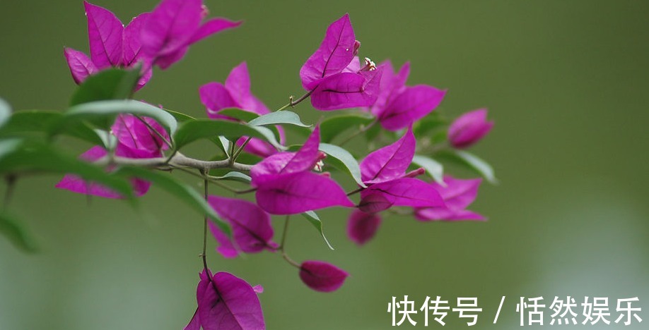 阿慧|三角梅开花花量小注意这四点，呼呼冒花苞，简简单单爆满盆