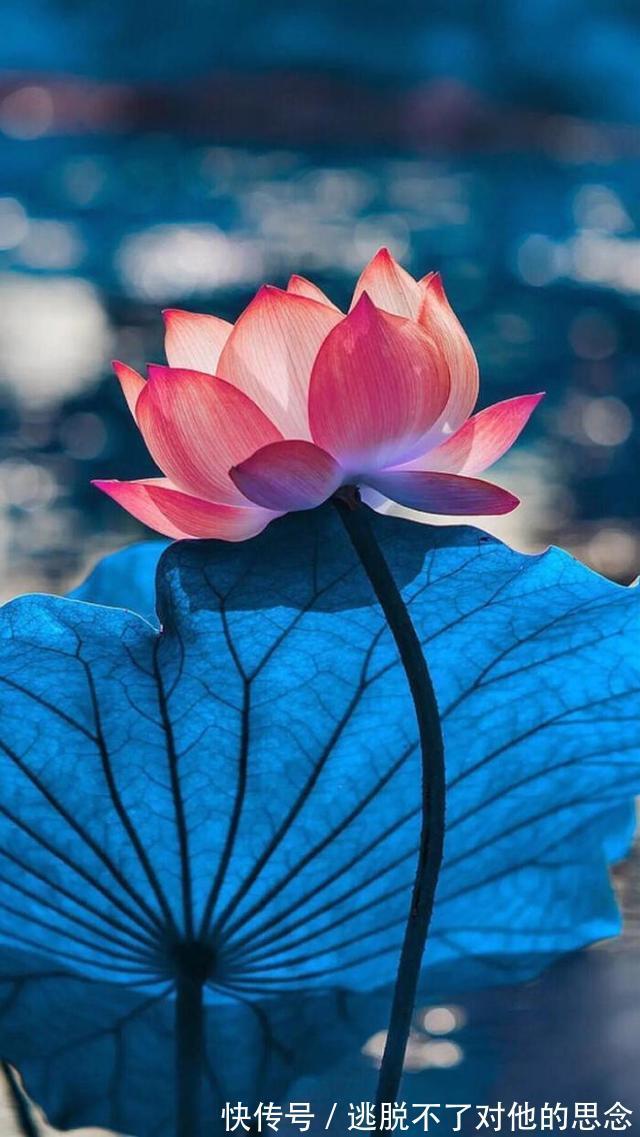 道德经&一个人有觉悟后,话就少了,进入清静的境界