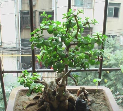 金枝玉叶有四怕，避免四点，养护金枝玉叶不再难