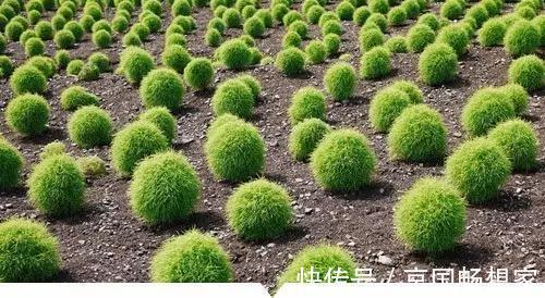 熟地黄|小时候常见却叫不出名字的植物，太全了